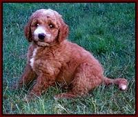 DAwn Ruler pups 7 wks old 300