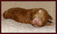 Dawn Ruler pups 1 wk old 121