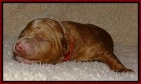 Dawn Ruler pups 1 wk old 131