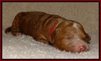 Dawn Ruler pups 1 wk old 141