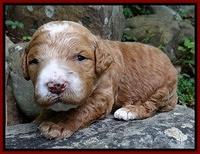 Dawn Ruler pups 2 wks old 101