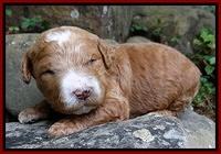 Dawn Ruler pups 2 wks old 111