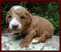 Dawn Ruler pups 3 wks old 131