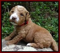 Dawn Ruler pups 3 wks old 141