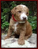 Dawn Ruler pups 3 wks old 151