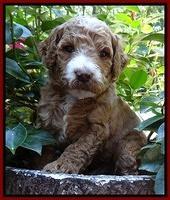 Dawn Ruler pups 4 wks old 141