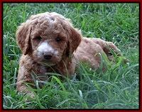 Dawn Ruler pups 6 wks old 151