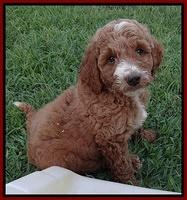 Dawn Ruler pups 7 wks old 141