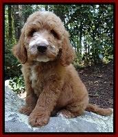 Dawn Ruler pups 8 wks old 4!50