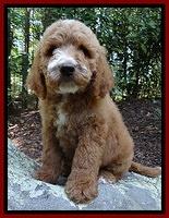 Dawn Ruler pups 8 wks old 5!50