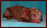Dawn Ruler pups pups 1 day old 111