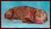 Dawn Ruler pups pups 1 day old 121