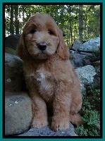 Harris family: "Ginger"