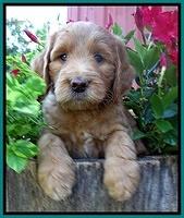 Dawn Ruler pups 6 wks old 171