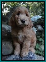 Dawn Ruler pups 8 wks old 1!25