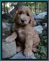 Dawn Ruler pups 8 wks old 3!25