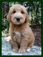 Lytle family: "Rufus"