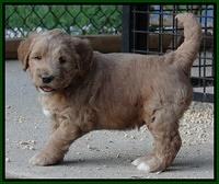 Dawn Ruler pups 5 wks old 20200