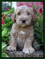 Dawn Ruler pups 6 wks old 221