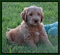 Dawn Ruler pups 6 wks old 251