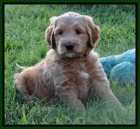 Dawn Ruler pups 6 wks old 261