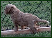 Dawn Ruler pups 7 wks old 181