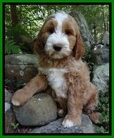 Guardain Futrell Family: World Cup "Dempsey"