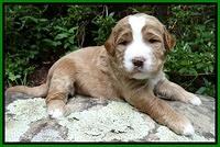 Dawn Ruler pups 3 wks old 241