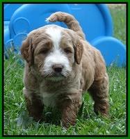 Dawn Ruler pups 5 wks old 29400