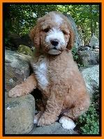 Strictland family: "Reagan"