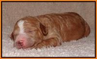 Dawn Ruler pups 1 wk old 251