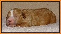 Dawn Ruler pups 1 wk old 271