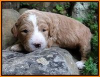 Dawn Ruler pups 2 wks old 231