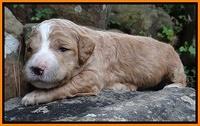 Dawn Ruler pups 2 wks old 241