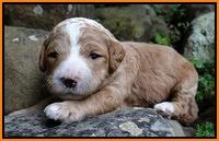 Dawn Ruler pups 2 wks old 251