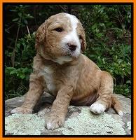Dawn Ruler pups 3 wks old 271