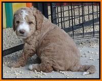 Dawn Ruler pups 5 wks old 26200