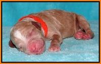 Dawn Ruler pups pups 1 day old 221