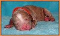 Dawn Ruler pups pups 1 day old 231