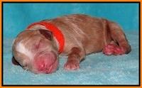 Dawn Ruler pups pups 1 day old 241