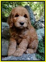 Ponders family: "Violet"
