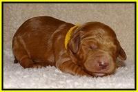 Dawn Ruler pups 1 wk old 281