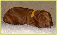 Dawn Ruler pups 1 wk old 301