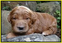 Dawn Ruler pups 2 wks old 271