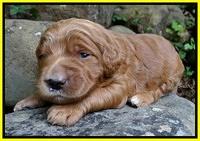 Dawn Ruler pups 2 wks old 281