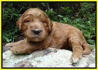 Dawn Ruler pups 3 wks old 301