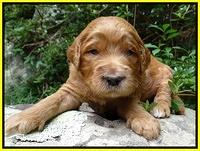 Dawn Ruler pups 3 wks old 311