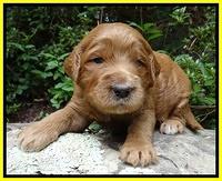Dawn Ruler pups 3 wks old 321