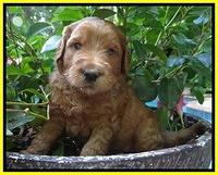 Dawn Ruler pups 4 wks old 301