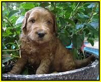 Dawn Ruler pups 4 wks old 311